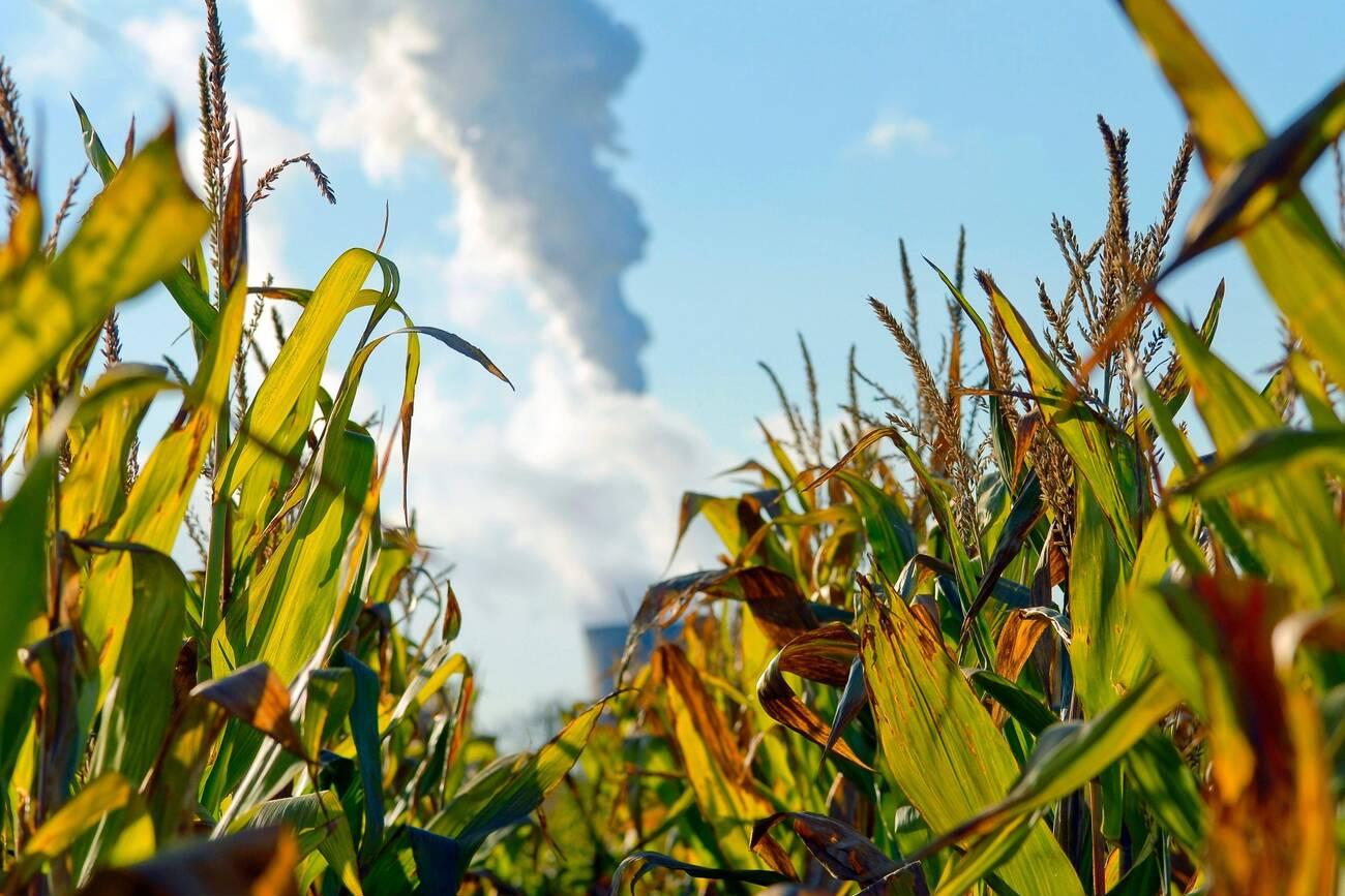 Maize plants (Zea mays) are grown here Maize plants are grown here