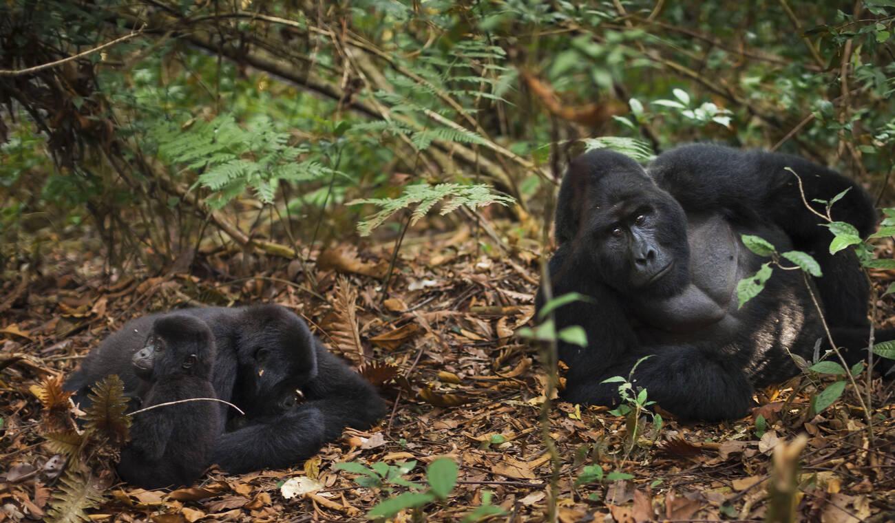 Mountain gorillas and juvenile