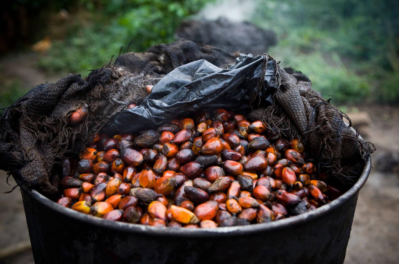 Palm beans used to make palm oil Palm beans used to make palm oil
