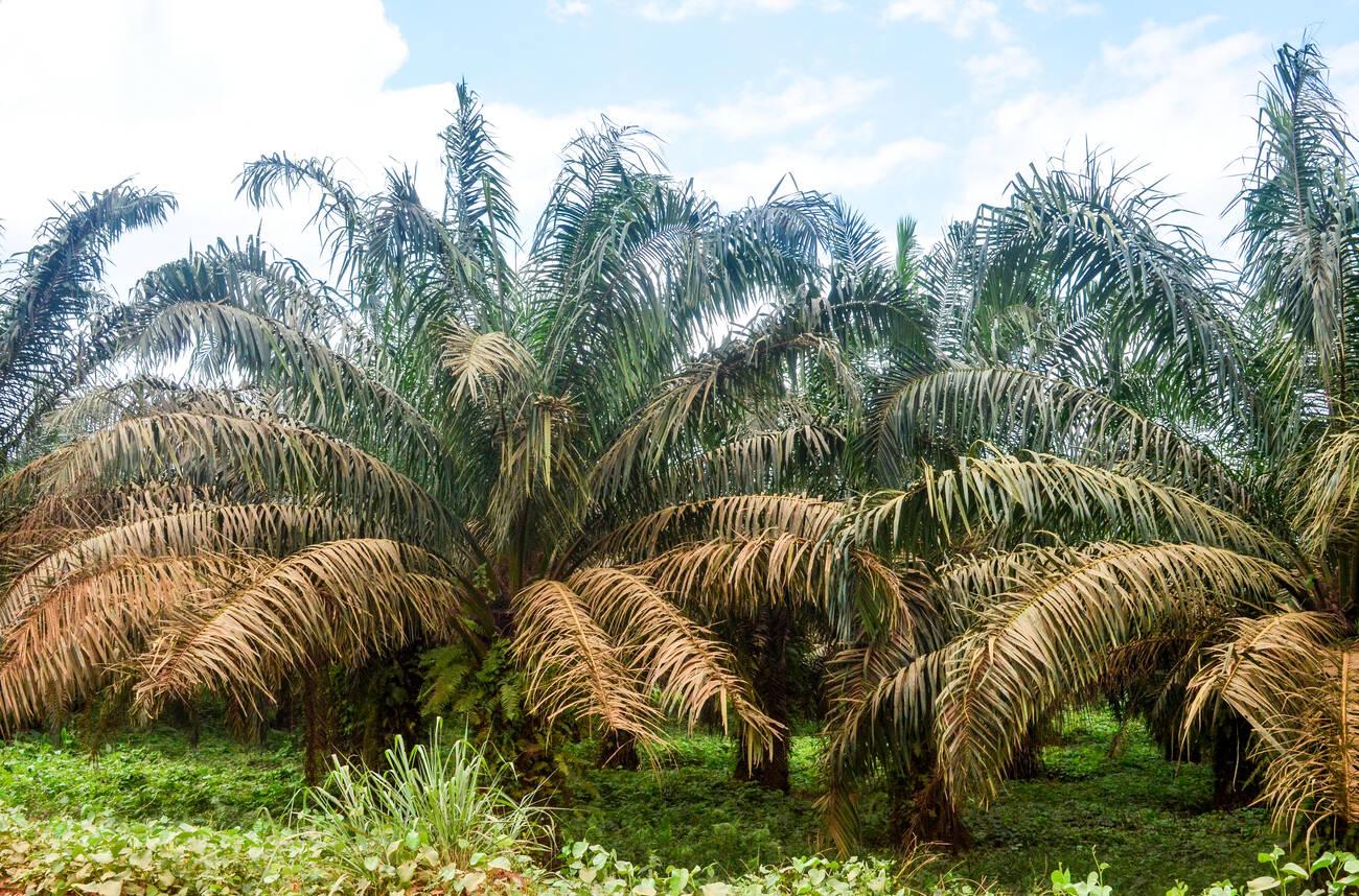 Palm tree (palm oil) plantations in Ghana Palm tree (palm oil) plantations in Ghana