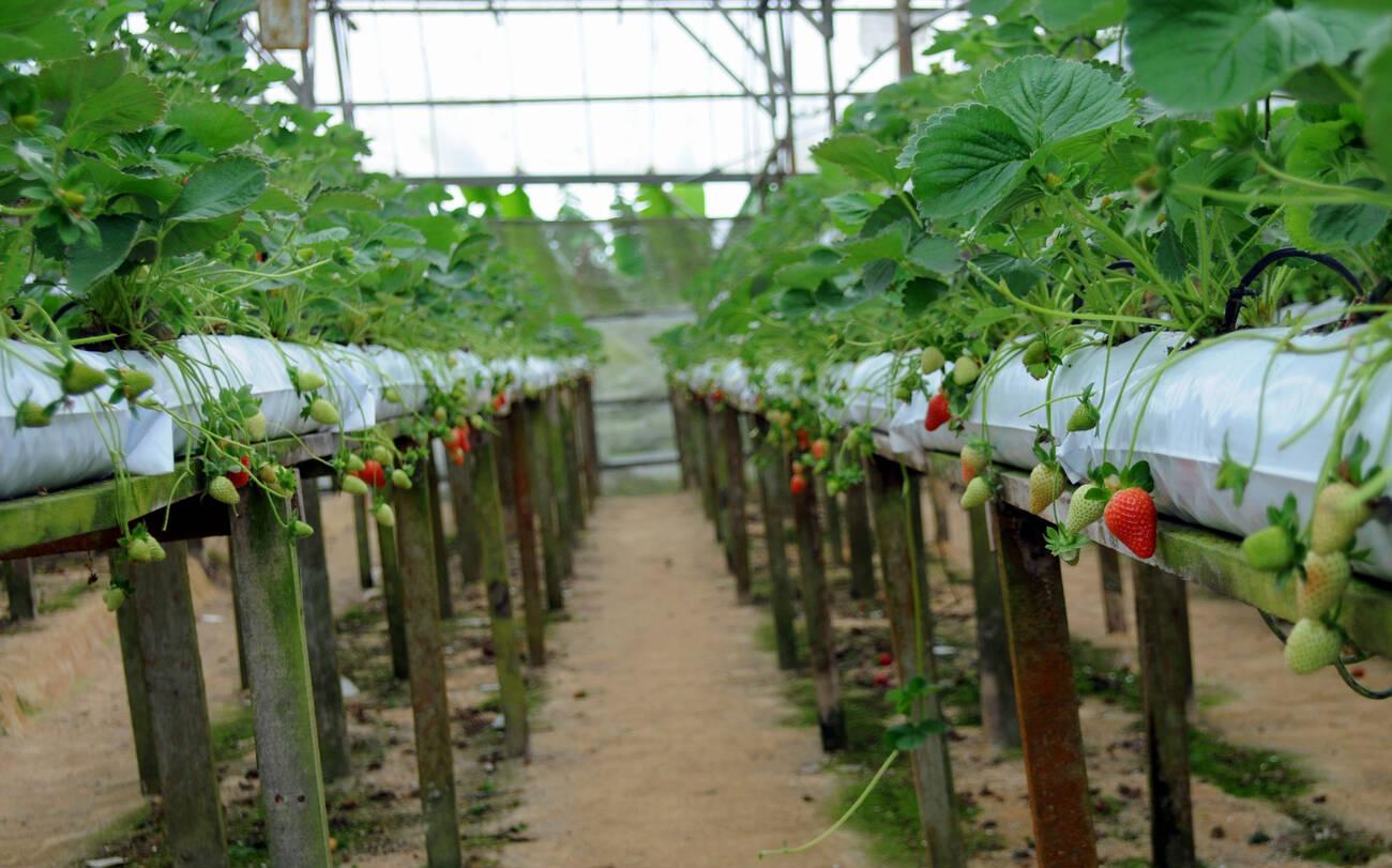 Strawberry Farming Strawberry Farming