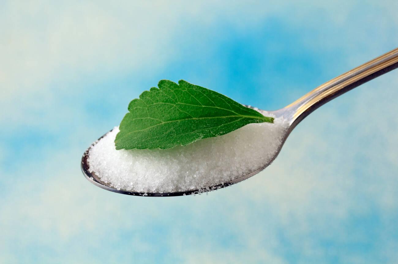 Sweet herb Stevia