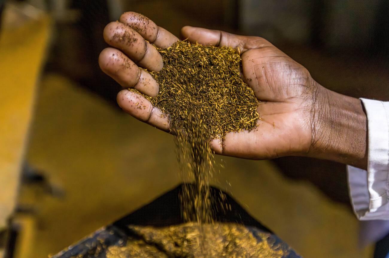 Tea before separating the light pieces that go back to the fields as compost, Satemwa Estate, Thyolo. Satemwa tea and coffee plantation near Thyolo, Malawi