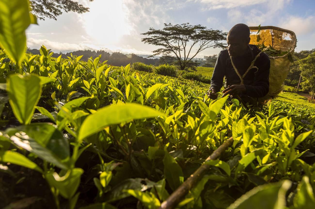 Tea plucker with pannier in tea field, Satemwa Estate, Thyolo.