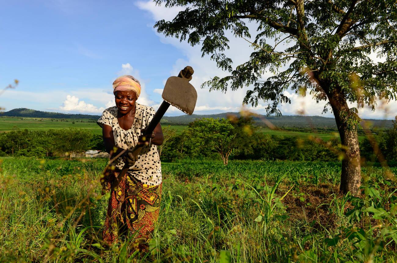 UGANDA, Kasese, woman weeds with hoe UGANDA, Kasese, woman weeds with hoe