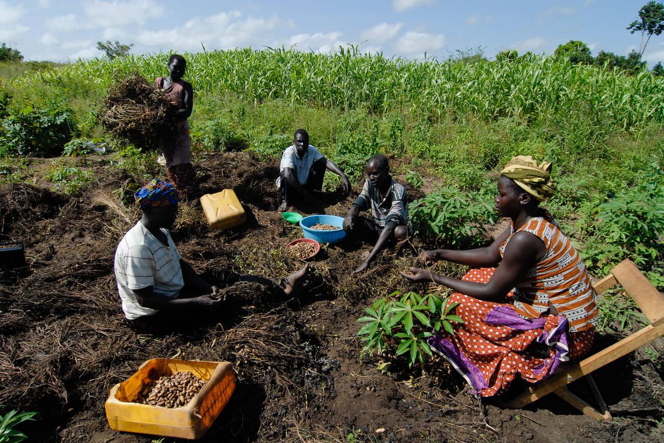Uganda, Kitgum, farmer harvest groundnut at farm, groundnut is used for vegetable oil and peanut butter processing Uganda, Kitgum, farmer harvest groundnut at farm, groundnut is used for vegetable oil and peanut butter processing