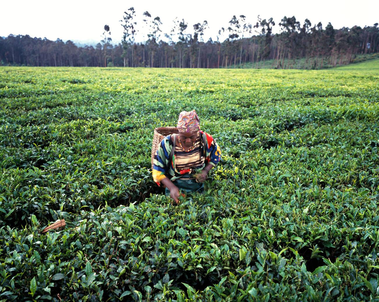 Woman picking tea on plantation