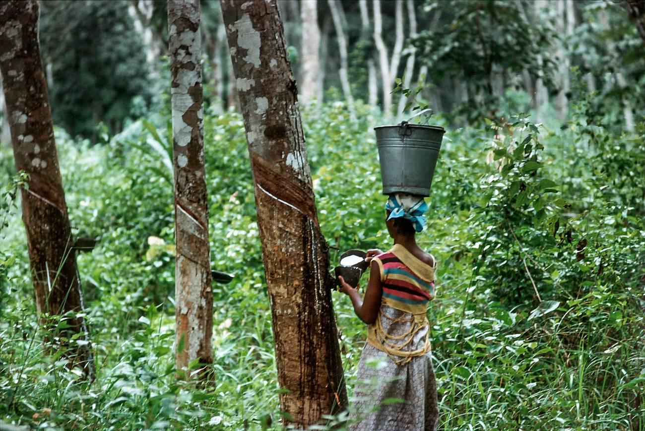 alamy_2HFF409 Woman collecting latex from a rubber tree in the rainforest