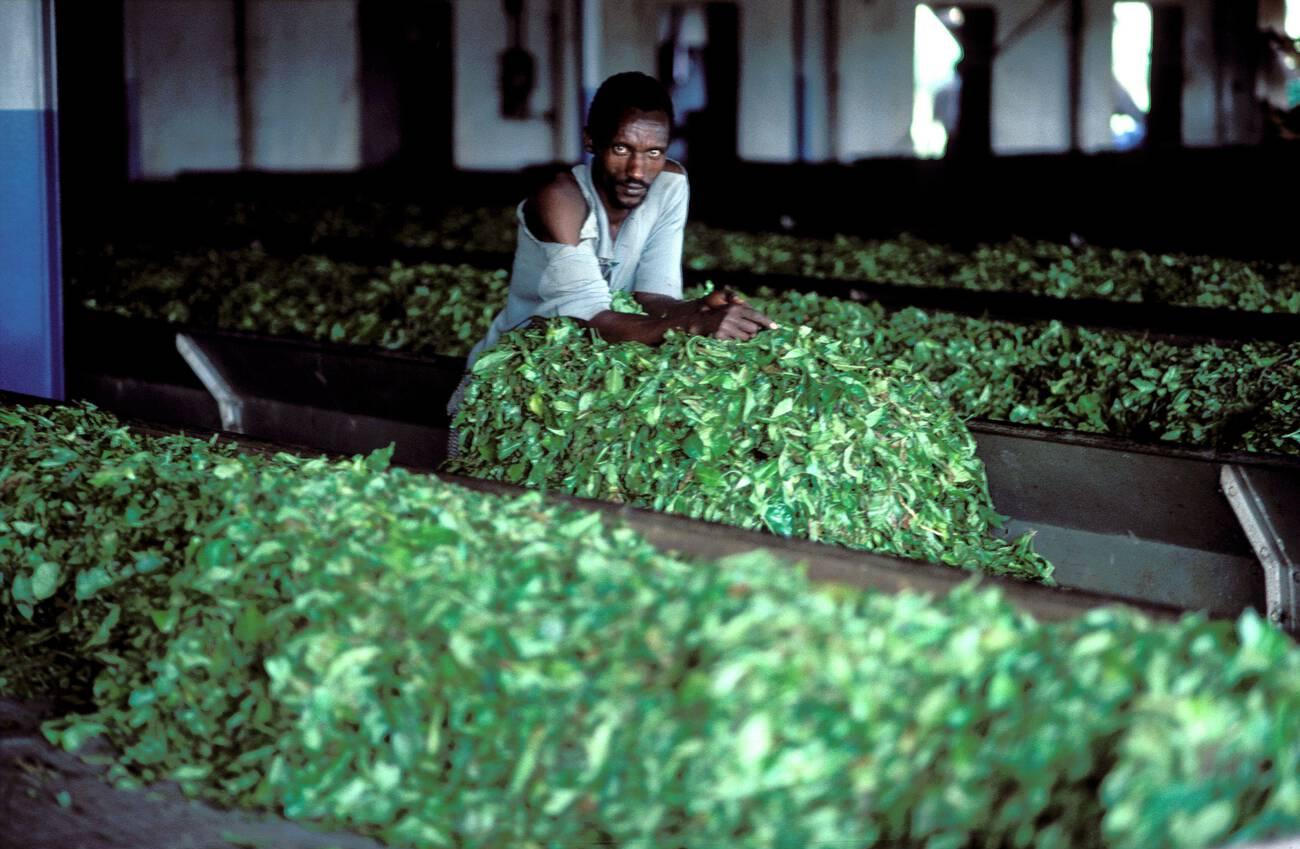 alamy_2JH1CMG Uganda, Jinja; Worker in tea factory.