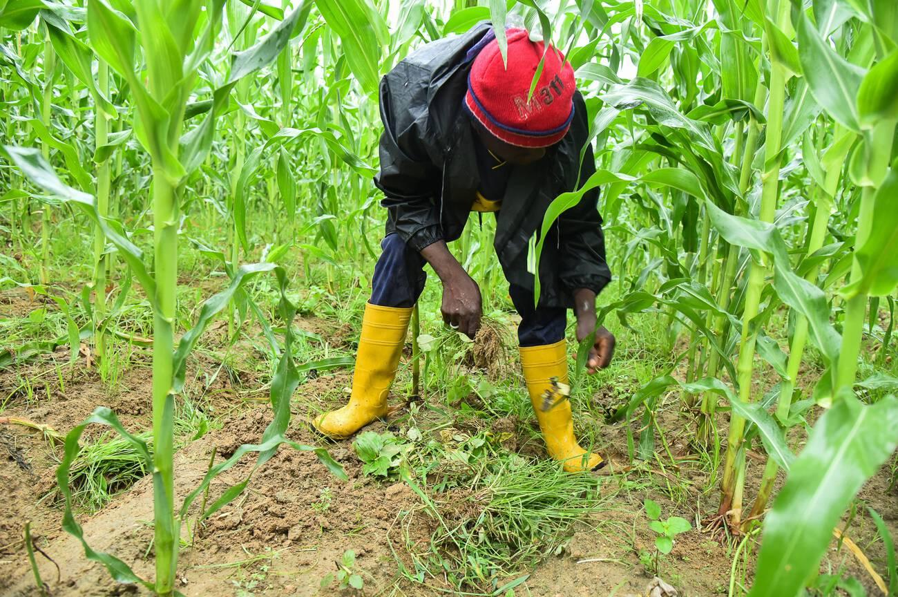 A farmer works at a maize field in Mozogo, Far North region, Cameroon