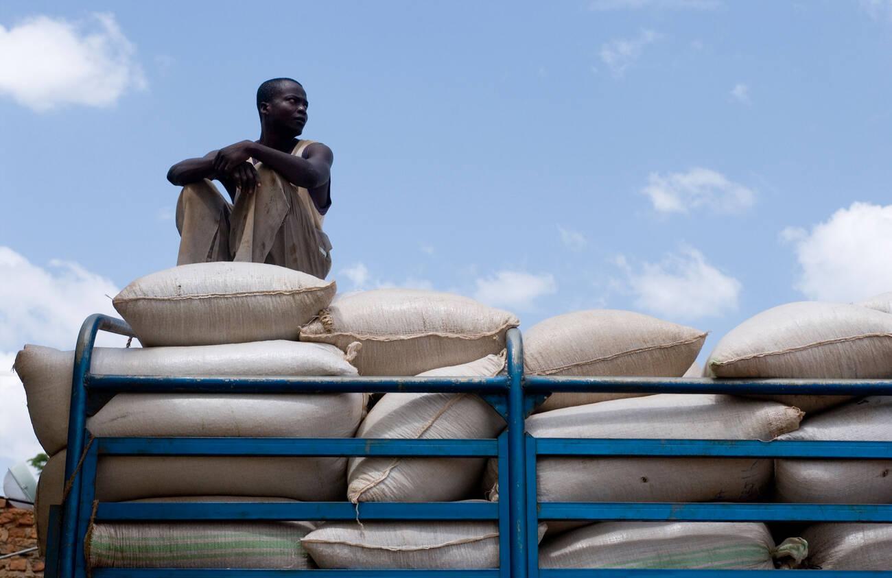 alamy_AH8RAJ Ugandan fairtrade coffee farmer delivering coffee beans to the Gumintindo coffee co-operative, Mbale, Uganda