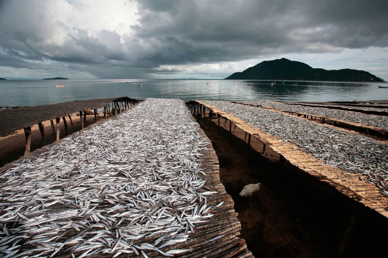 alamy_BAT1WY Usipa fish drying on racks on the banks of Lake Malawi