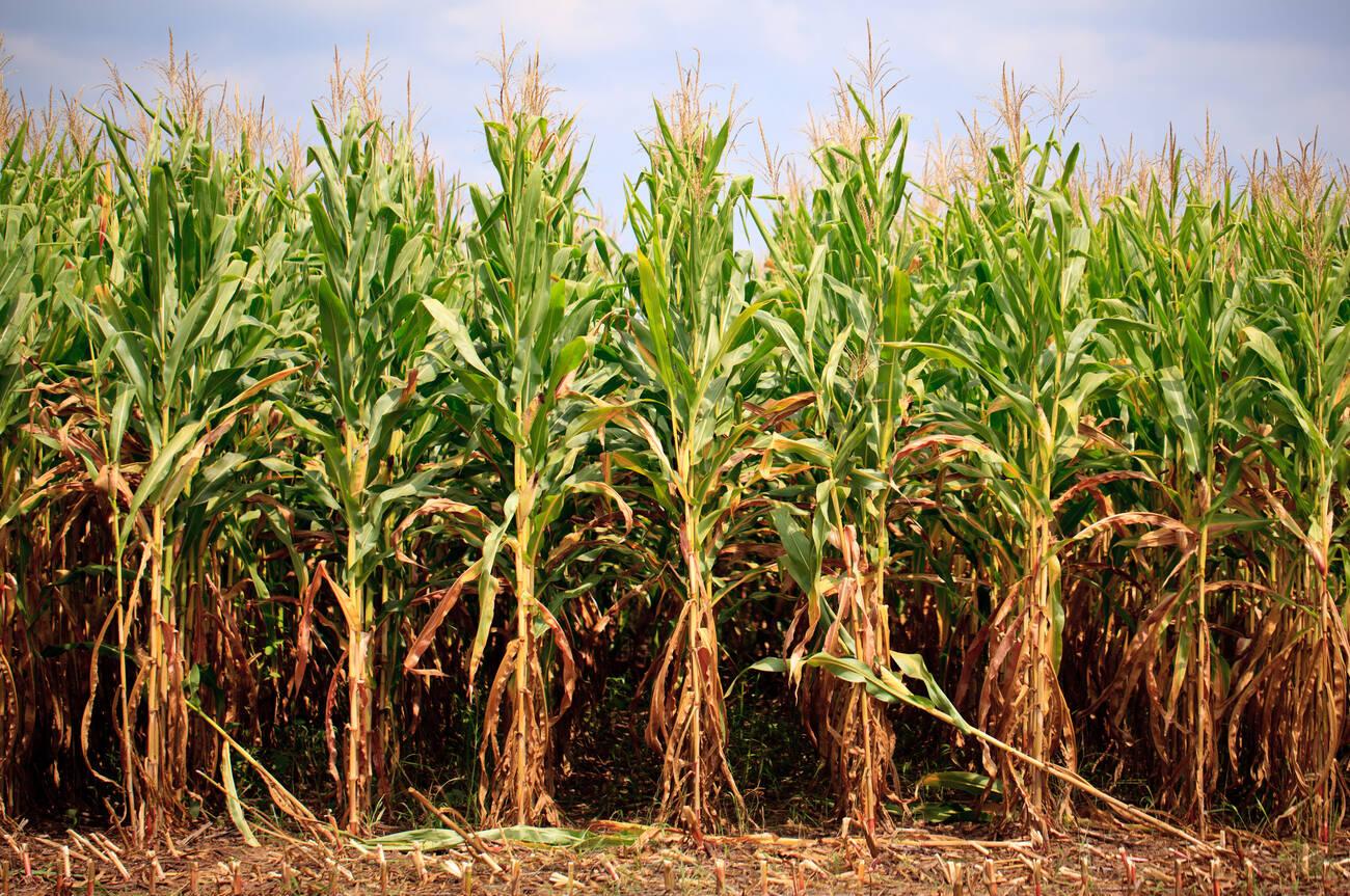 Field of corn