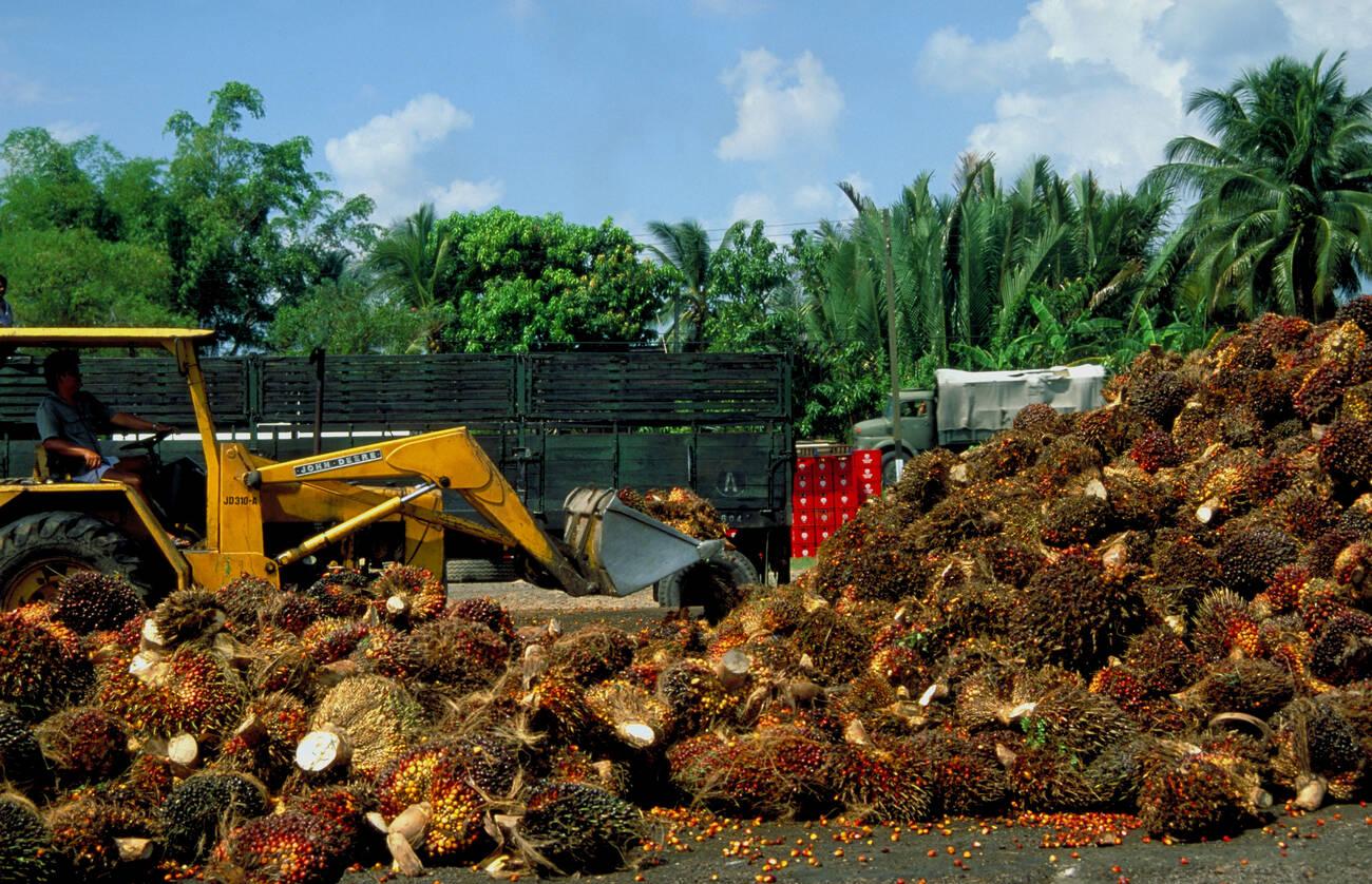 alamy_C7MEBG Harvesting palm nuts for oil production