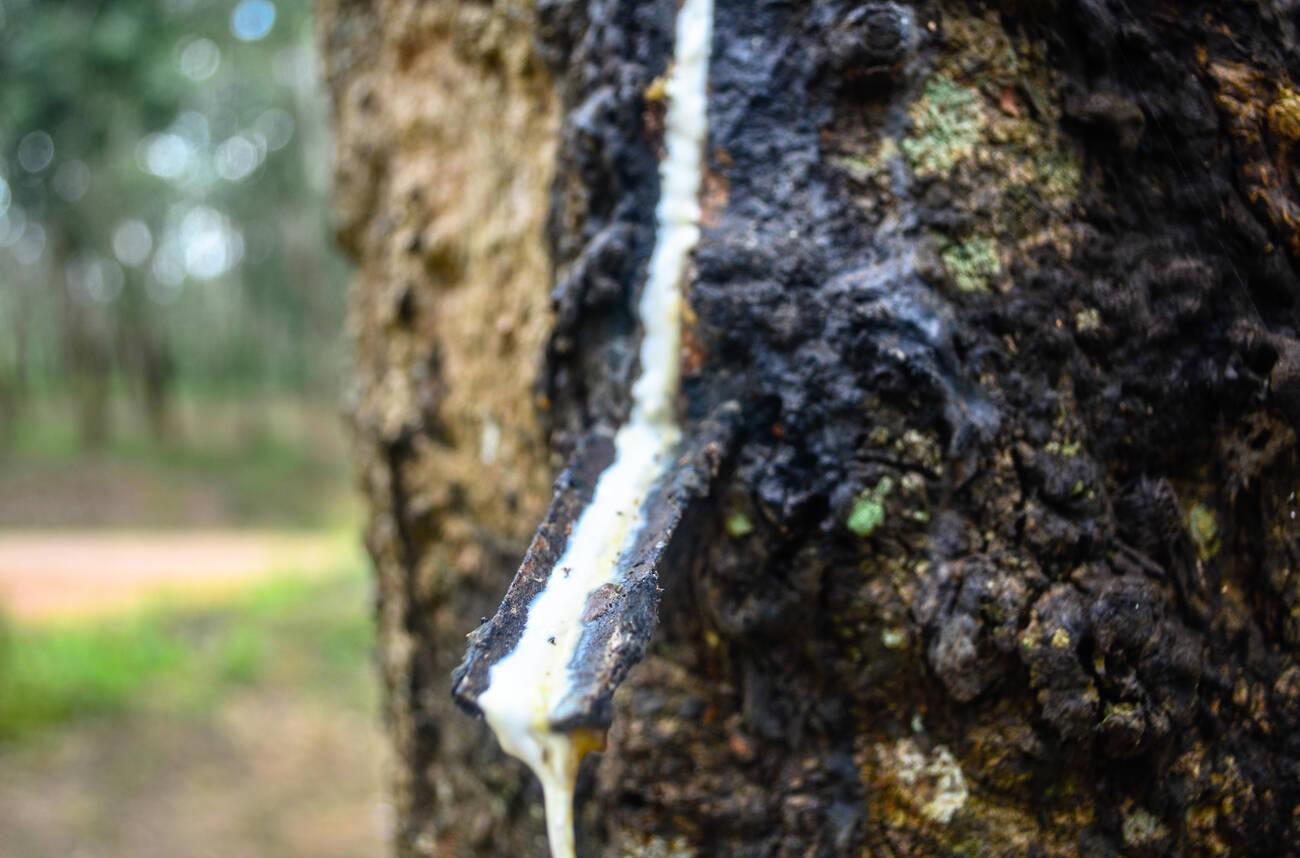 alamy_E7JJRT Latex being collected from an hevea tree