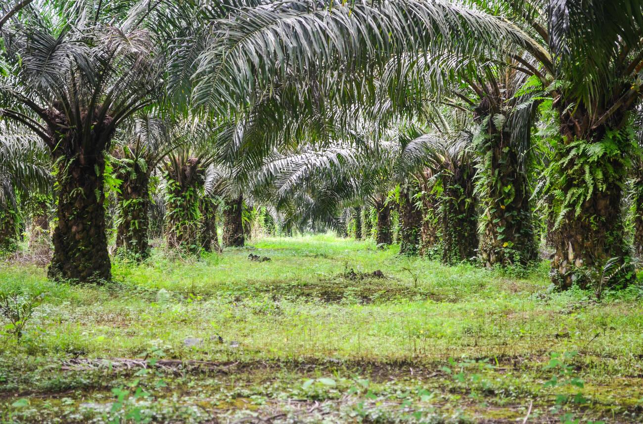 alamy_F0JG39 Palm tree plantation near Mount Cameroon