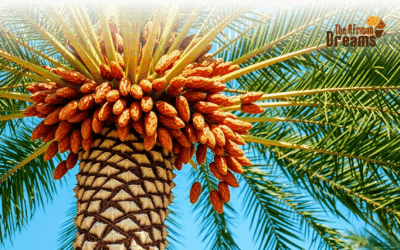 Investment Opportunities in Algeria’s Date Palm Industry