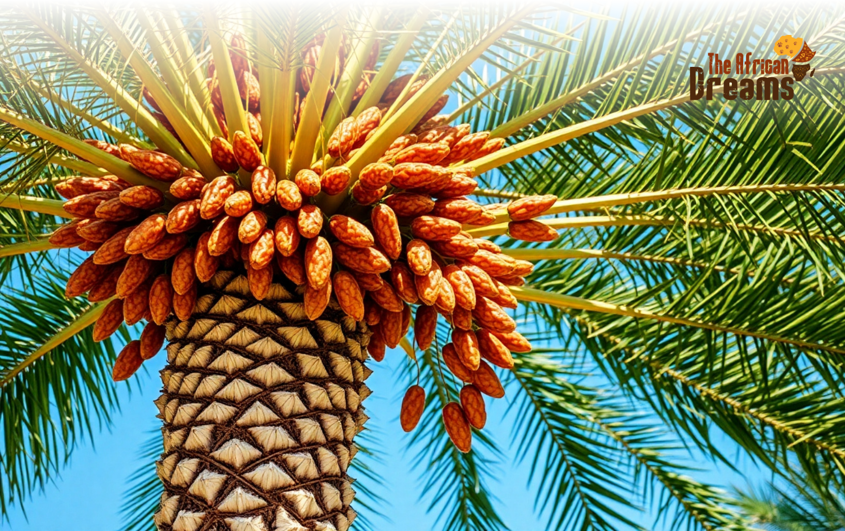 dates of algeria