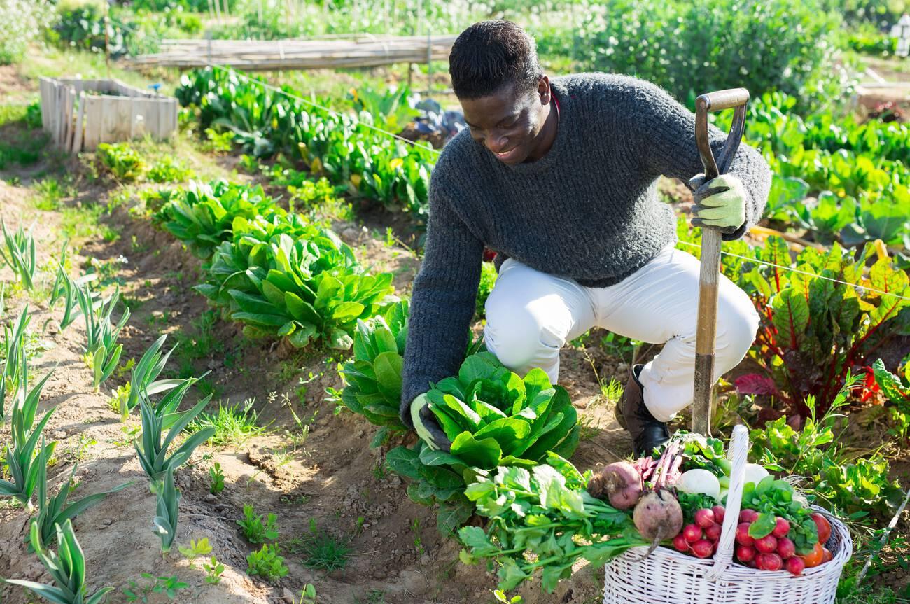 farmer man harvesting fresh green lettuce farmer man harvesting fresh green lettuce