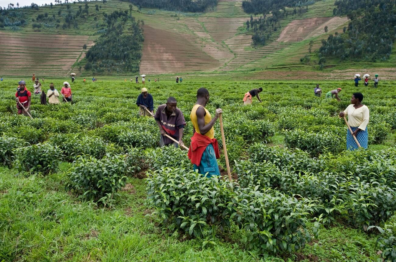 tea pickers.