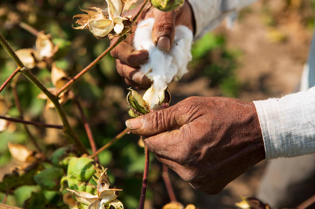A close up of a male farmers hands picking organic cotton A close up of a male farmers hands picking organic cotton