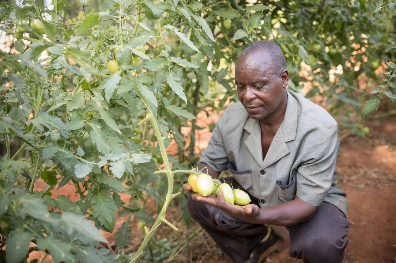 A male smallholder farmer examines his tomato crop A male smallholder farmer examines his tomato crop.