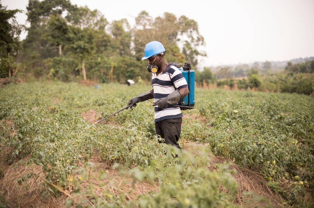 A smallholder farmer sprays his tomato field with quality pesticide from a backpack sprayer on his farm A smallholder farmer sprays his tomato field with quality pesticide from a backpack sprayer on his farm.