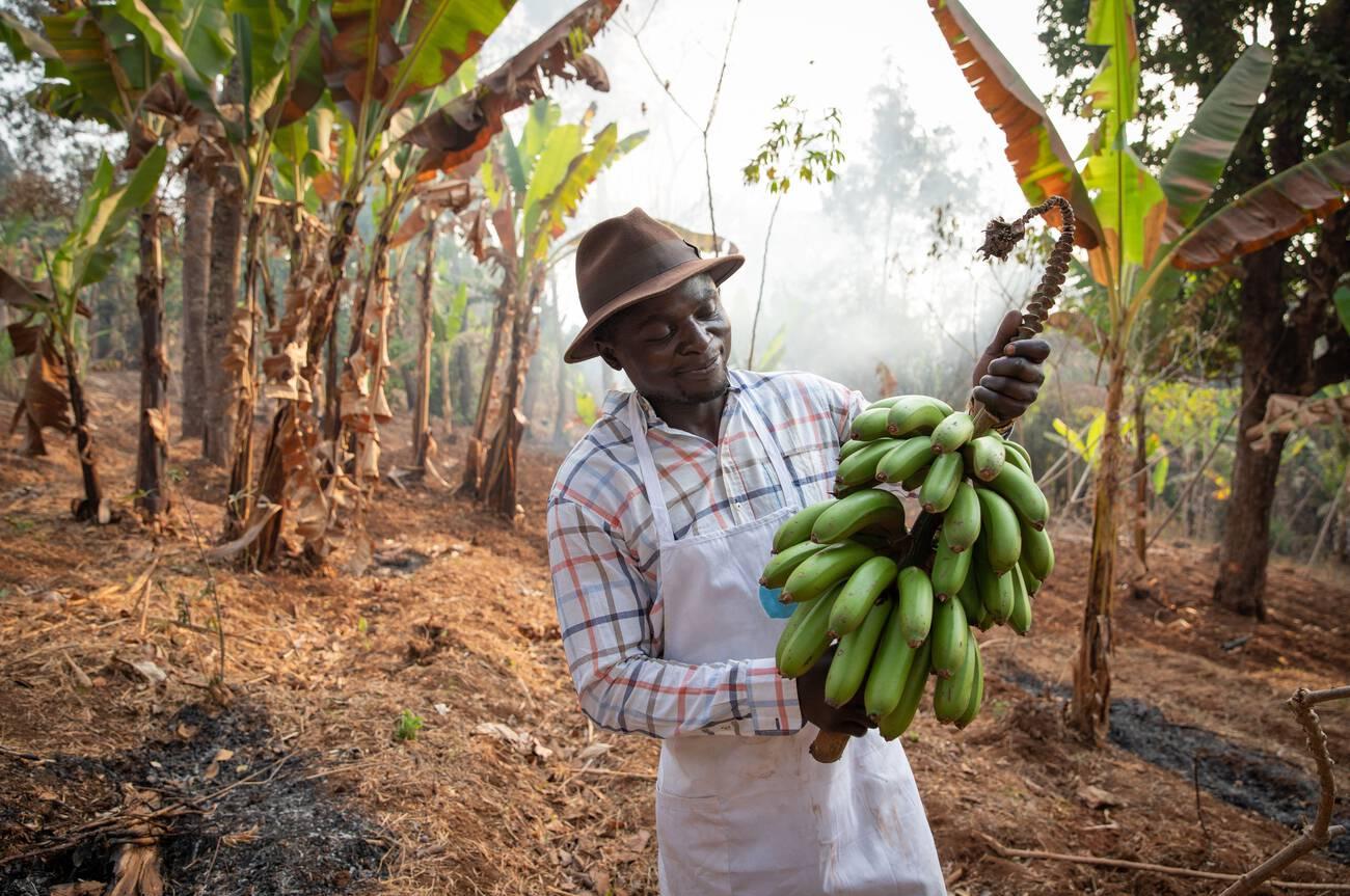 An African farmer on his plantation with a bunch of freshly harvested bananas, work in Africa An African farmer on his plantation with a bunch of freshly harvested bananas, work in Africa