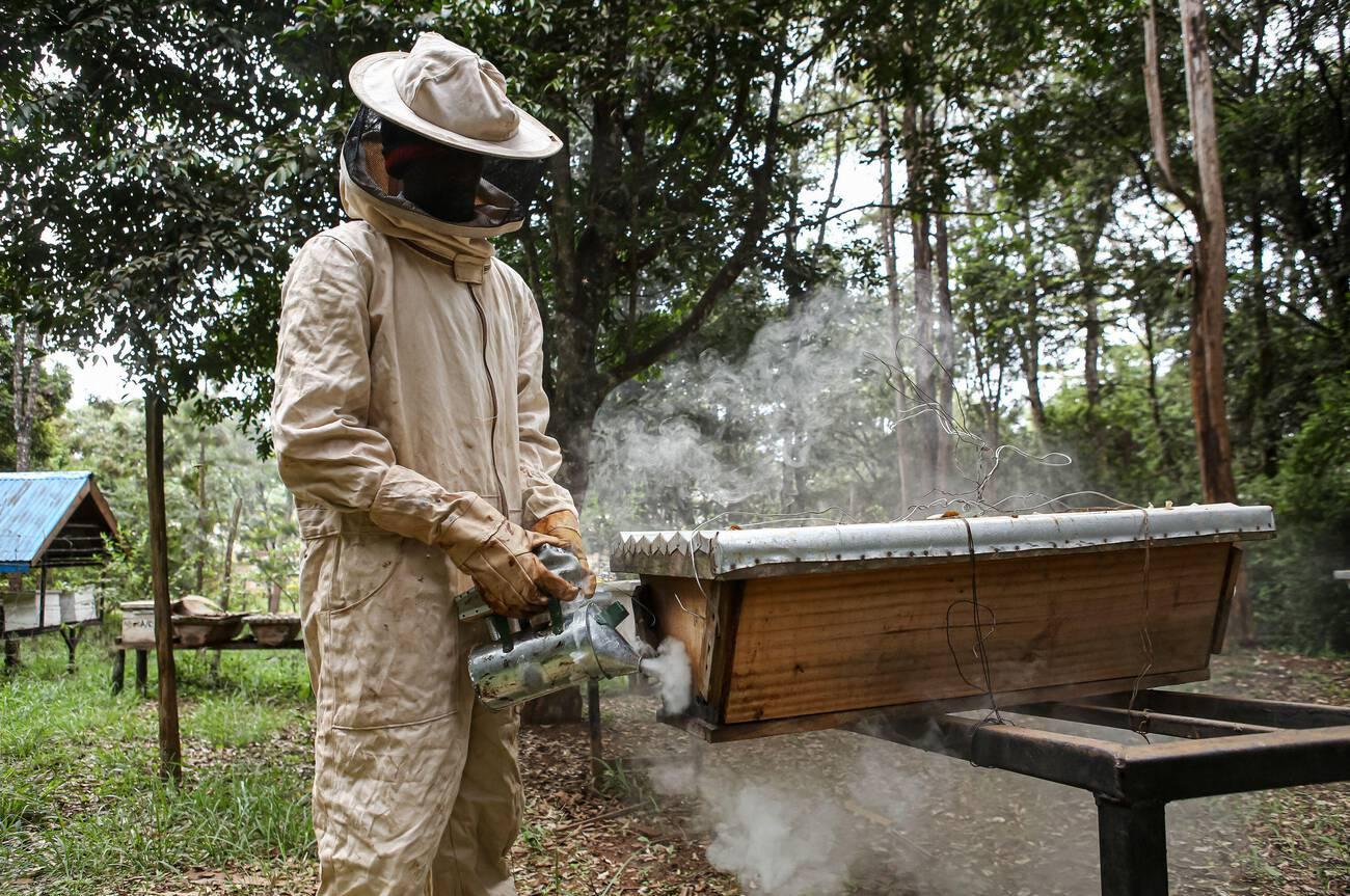 An instructor at the National beekeeping institute smokes a beehive before opening it for inspection. An instructor at the National beekeeping institute smokes a beehive before opening it for inspection.
