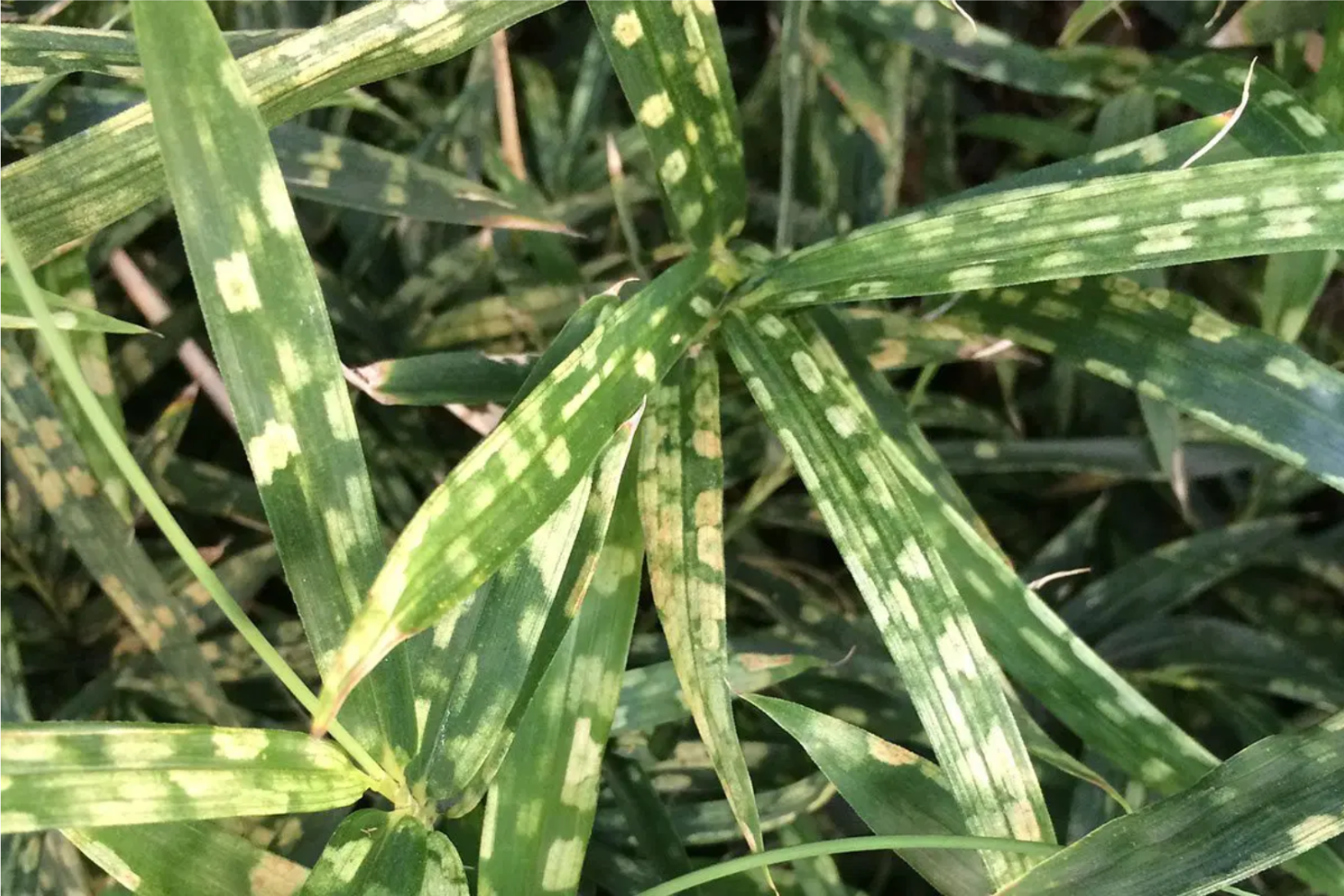 Bamboo plant suffering from disease Bamboo plant suffering from disease