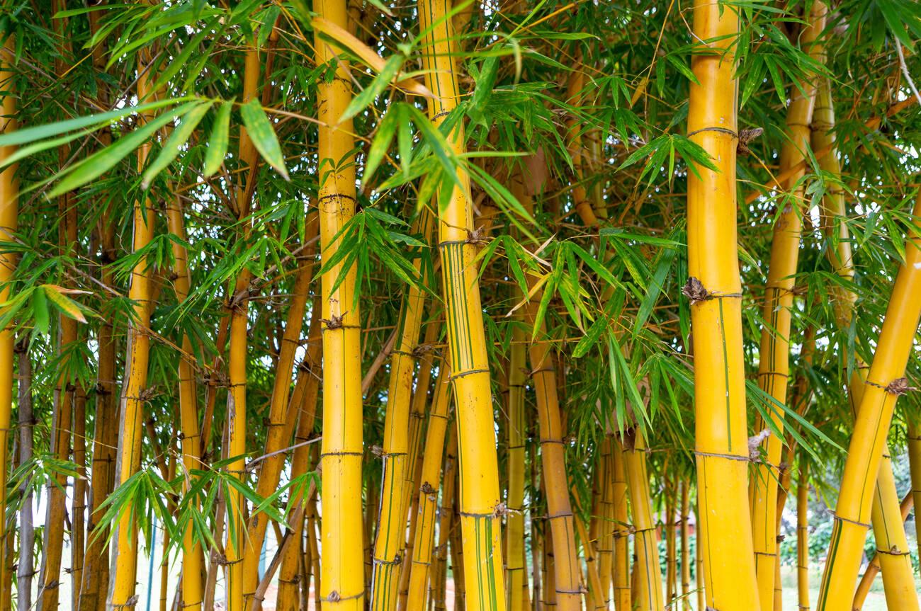 Close up of bamboo trees in garden. Close up of bamboo trees in garden.