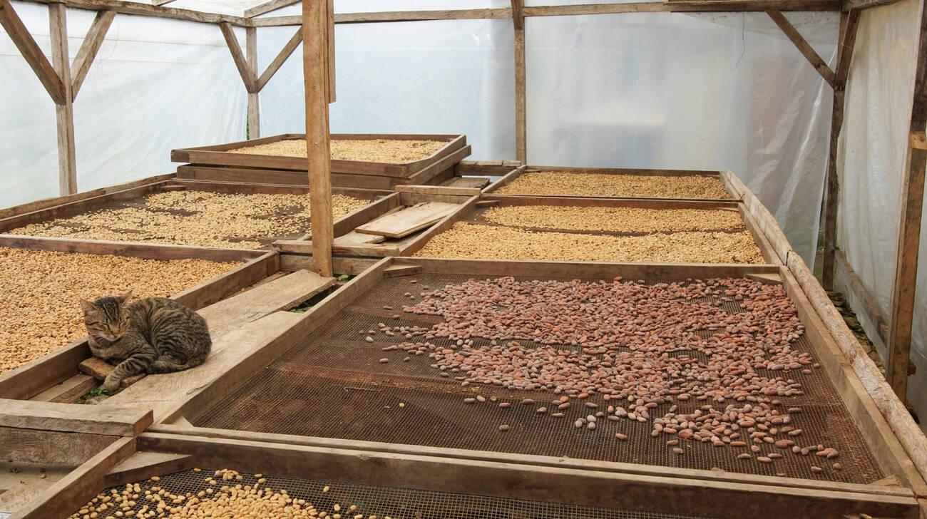 Cocoa drying Cocoa Drying