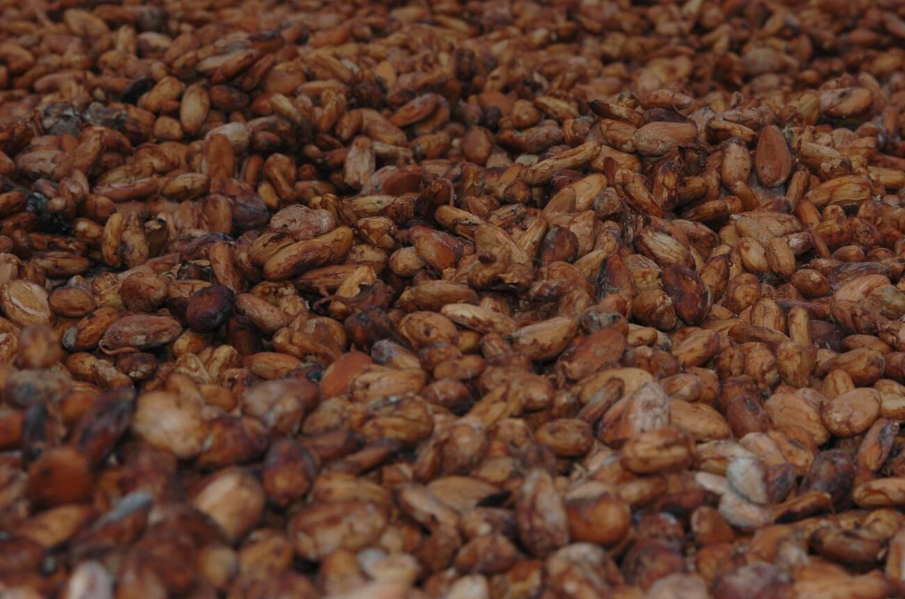 Drying raw cacao beans Drying raw cacao beans