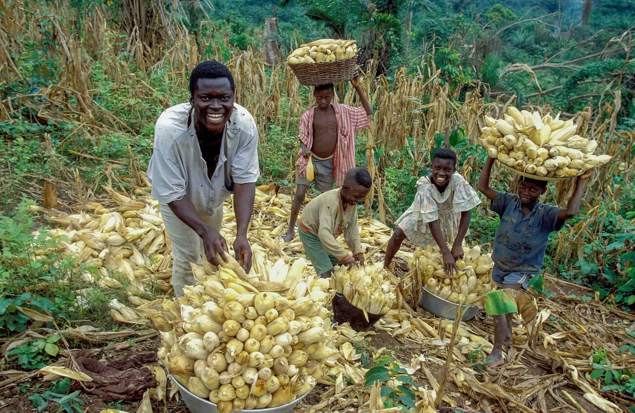 Ghana, Ashanti Province; harvesting maize.