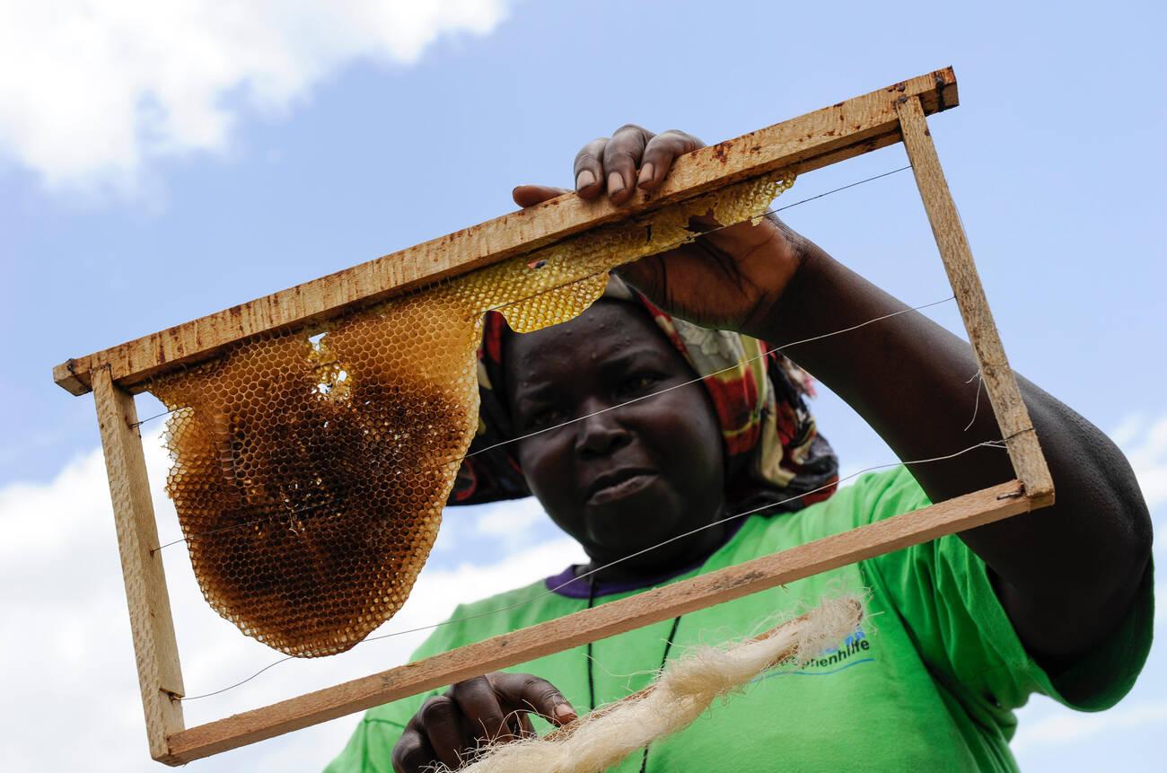 KENYA, Mombasa, village Vanga, project income generation in rural areas, bee keeping and honey making (2) KENYA, Mombasa, village Vanga, project income generation in rural areas, bee keeping and honey making