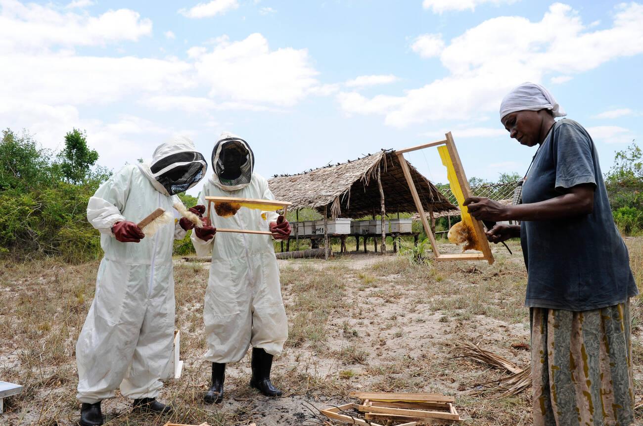 KENYA, Mombasa, village Vanga, project income generation in rural areas, bee keeping and honey making KENYA, Mombasa, village Vanga, project income generation in rural areas, bee keeping and honey making