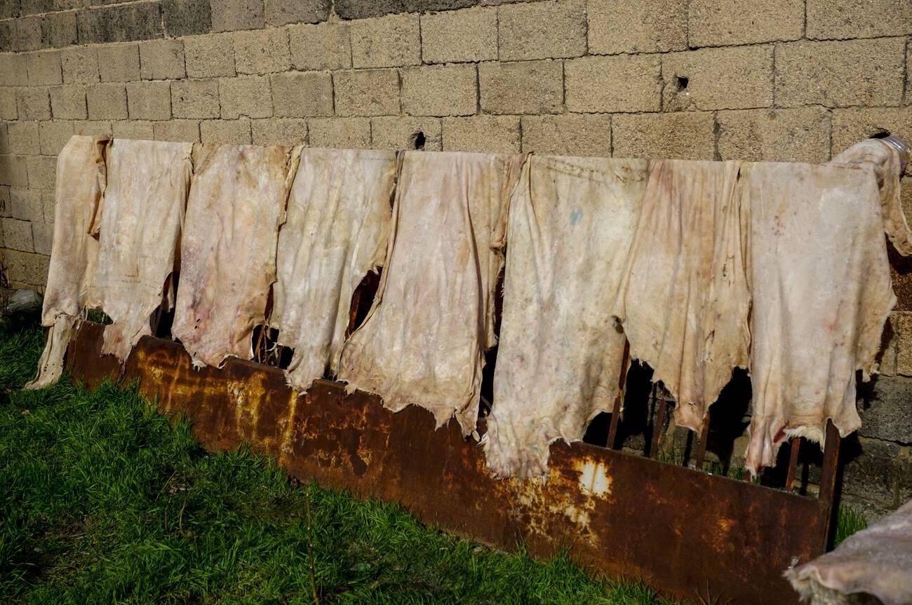 Leather tannery alutation process drying leather in the sun
