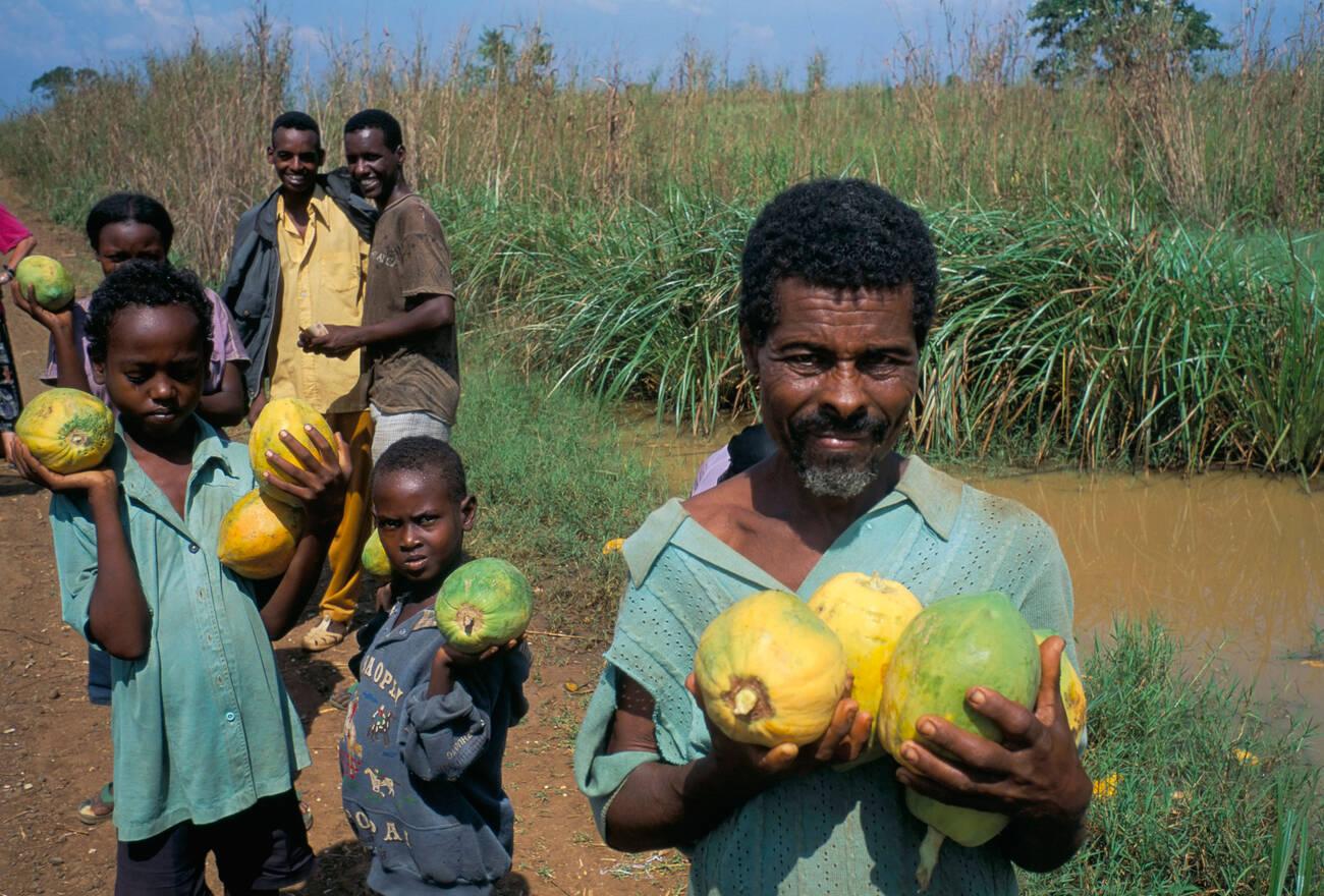 Papaya pawpaw sellers.