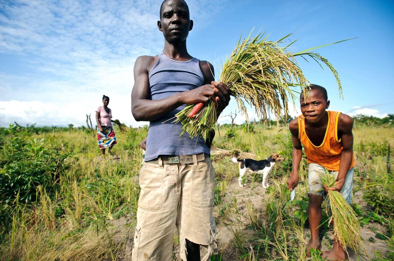 Rice harvest. Family harvesting high-yield NERICA (NEw RICe for Africa) rice in Newton, Freetown, Sierra Leone. Rice harvest. Family harvesting high-yield NERICA (NEw RICe for Africa) rice in Newton, Freetown, Sierra Leone.