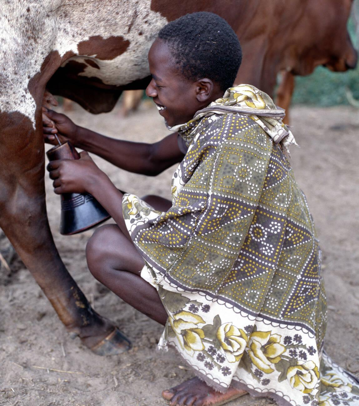 Uganda, Southern Uganda, Mbarara. Long-horned Ankole cattle are prized among the people of southwest Uganda