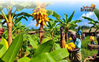 Impact of Ugandan Banana Production