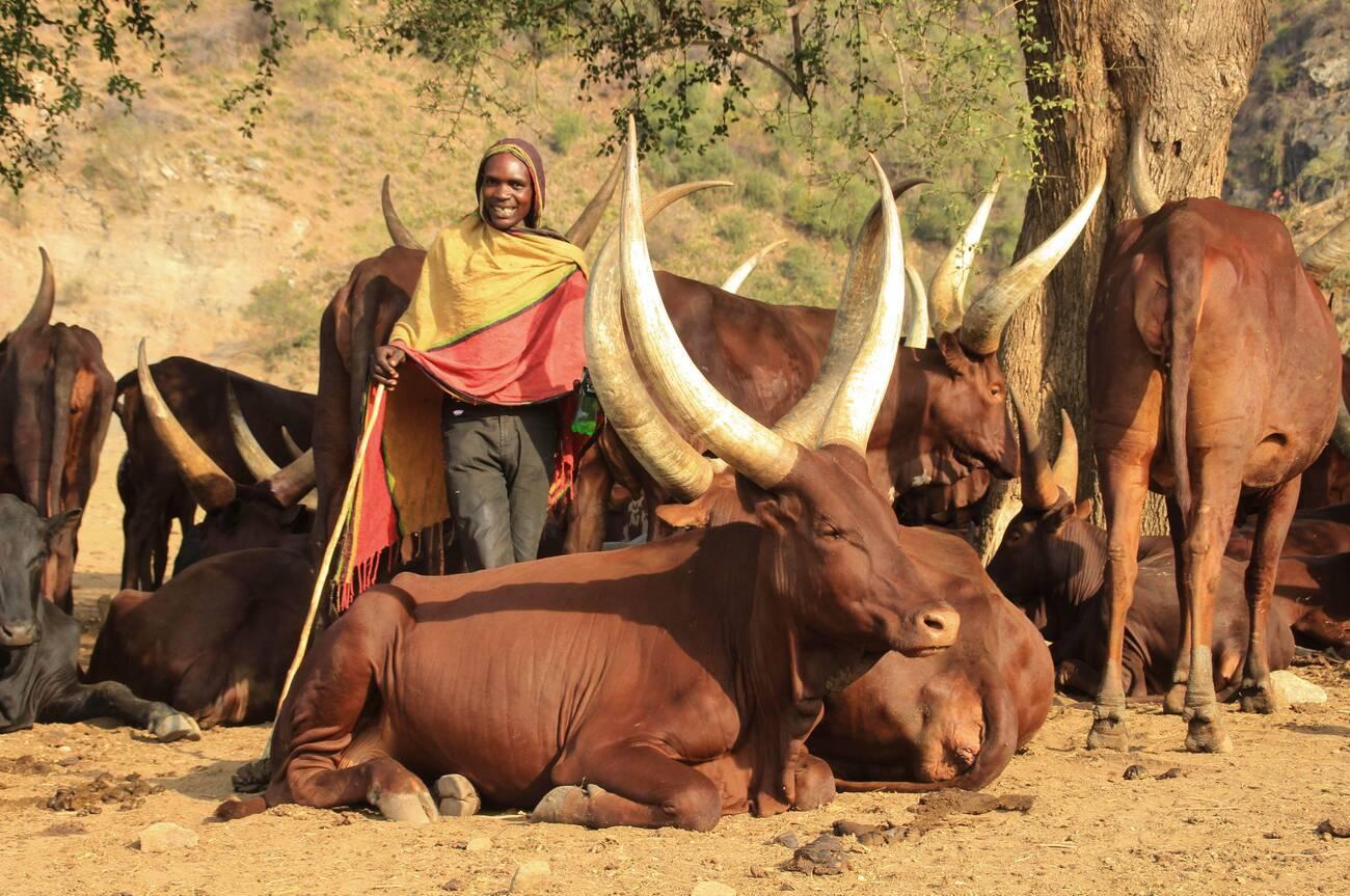  Unusual brown meat cows with long horns. Traditionally grown in Uganda.