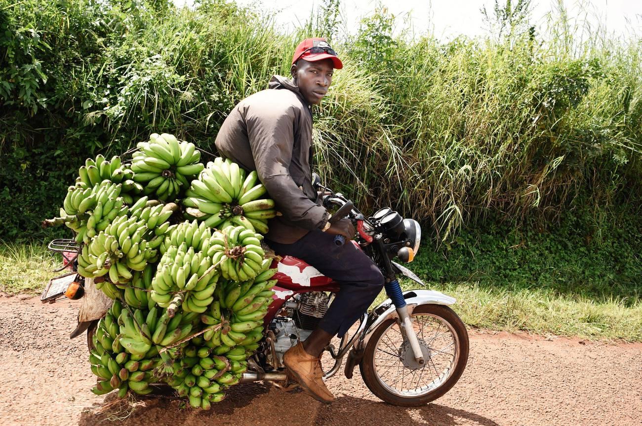 Young Ugandan motorcyclist, startled by the camera, transports plantains Young Ugandan motorcyclist, startled by the camera, transports plantains