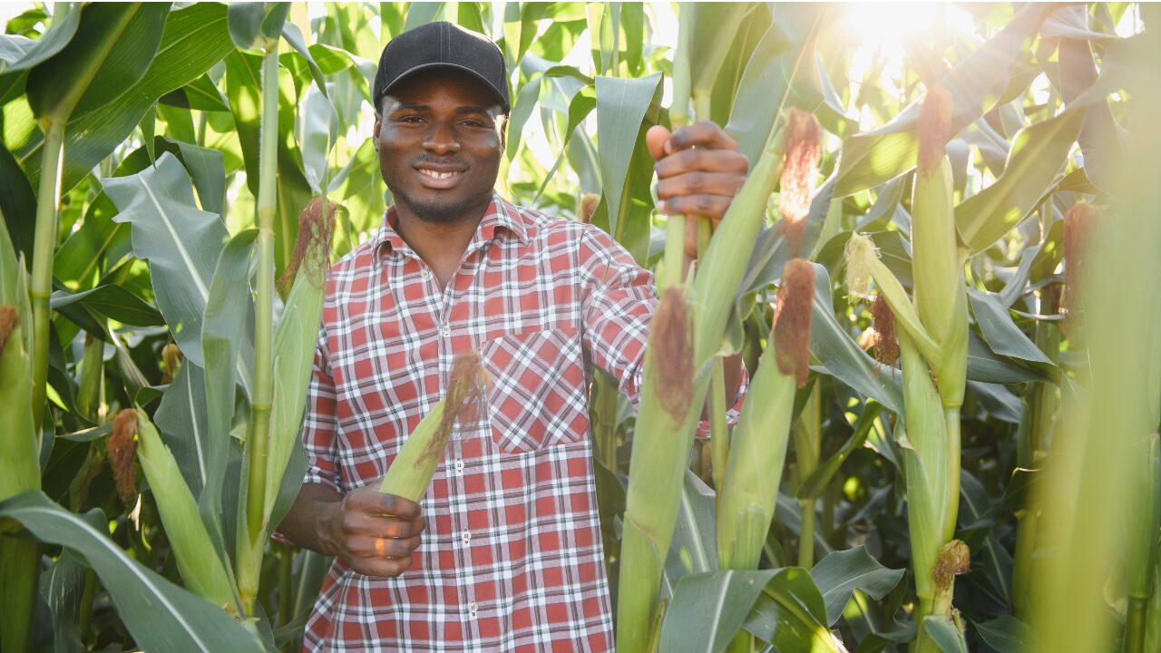 a man with crops a man with crops