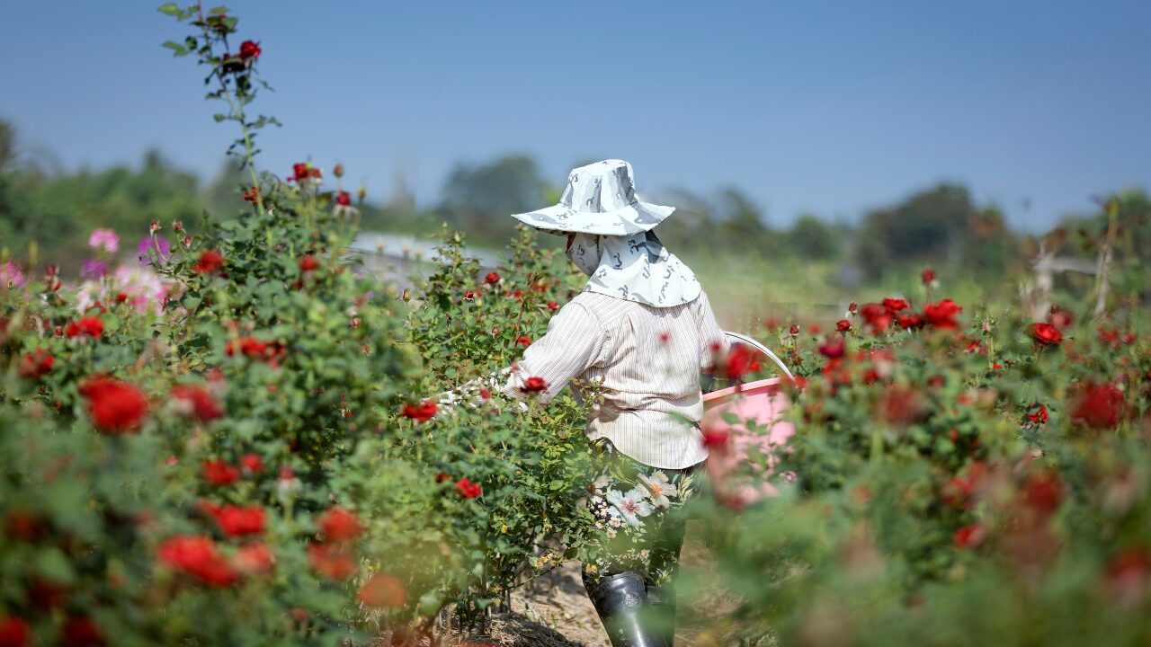 a man work on flower garden a man work on flower garden.png