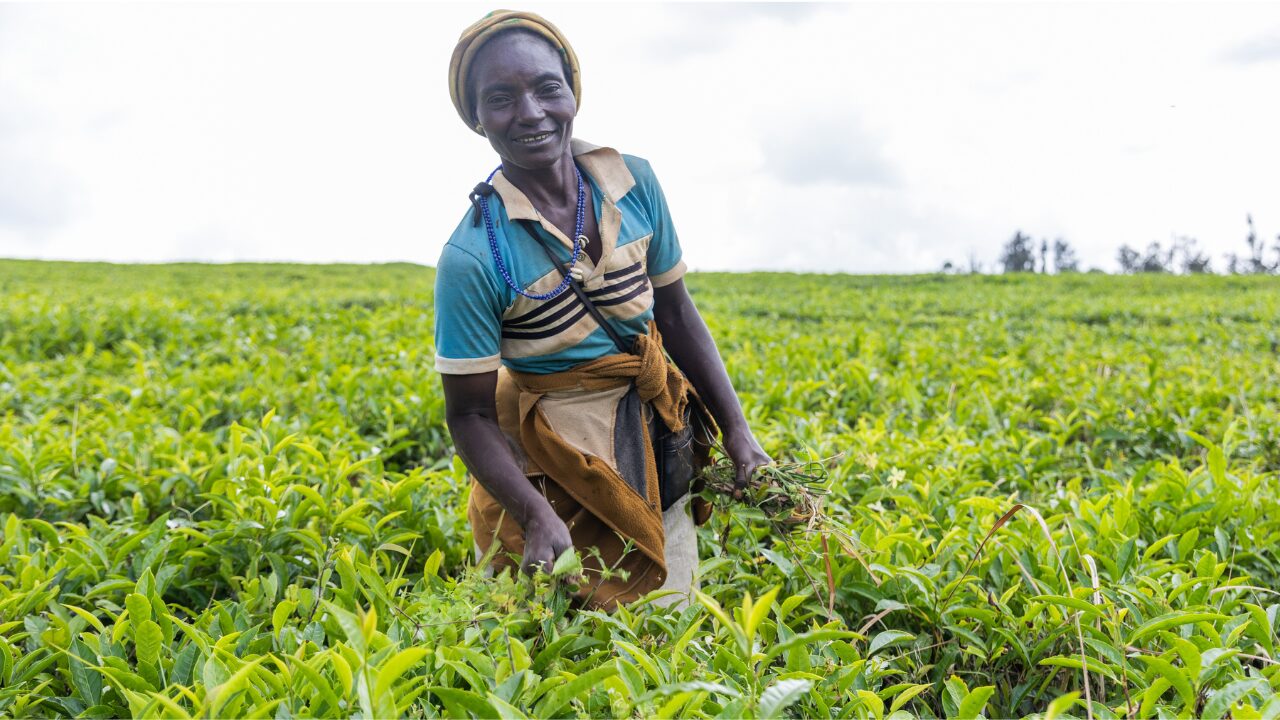 a woman working on agri field a woman working on agri field.png