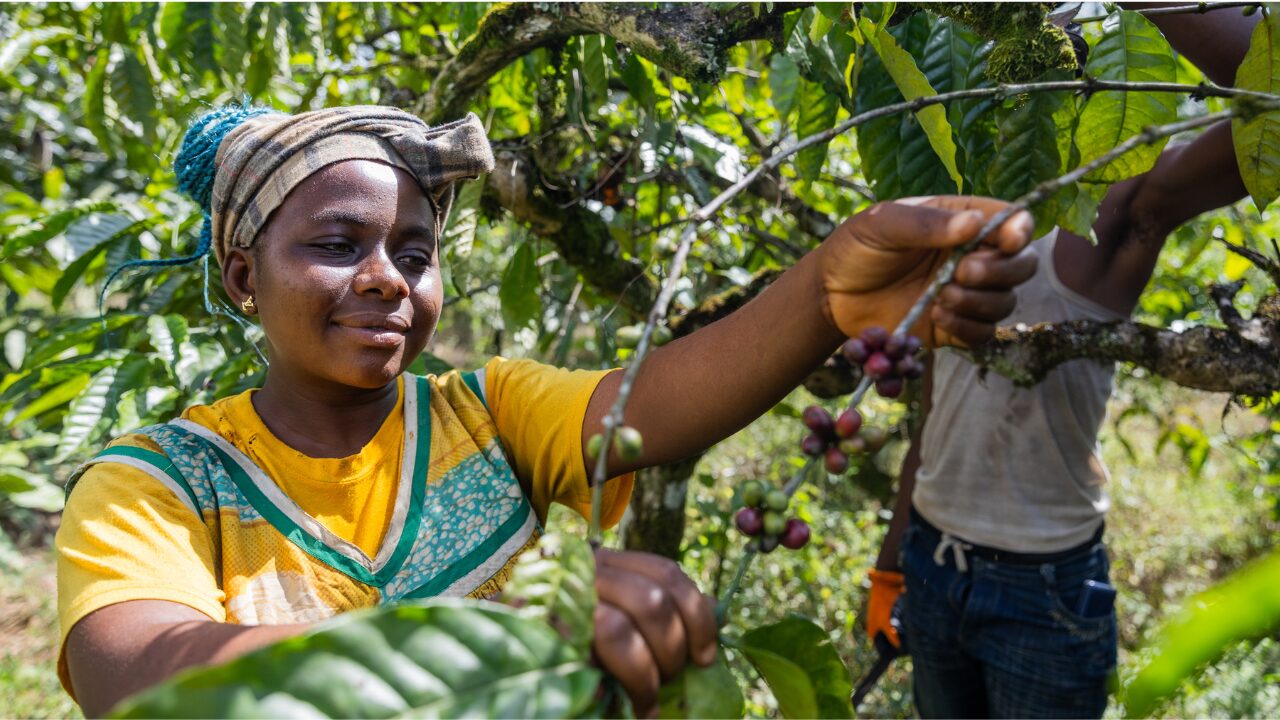african woman collect bean.png