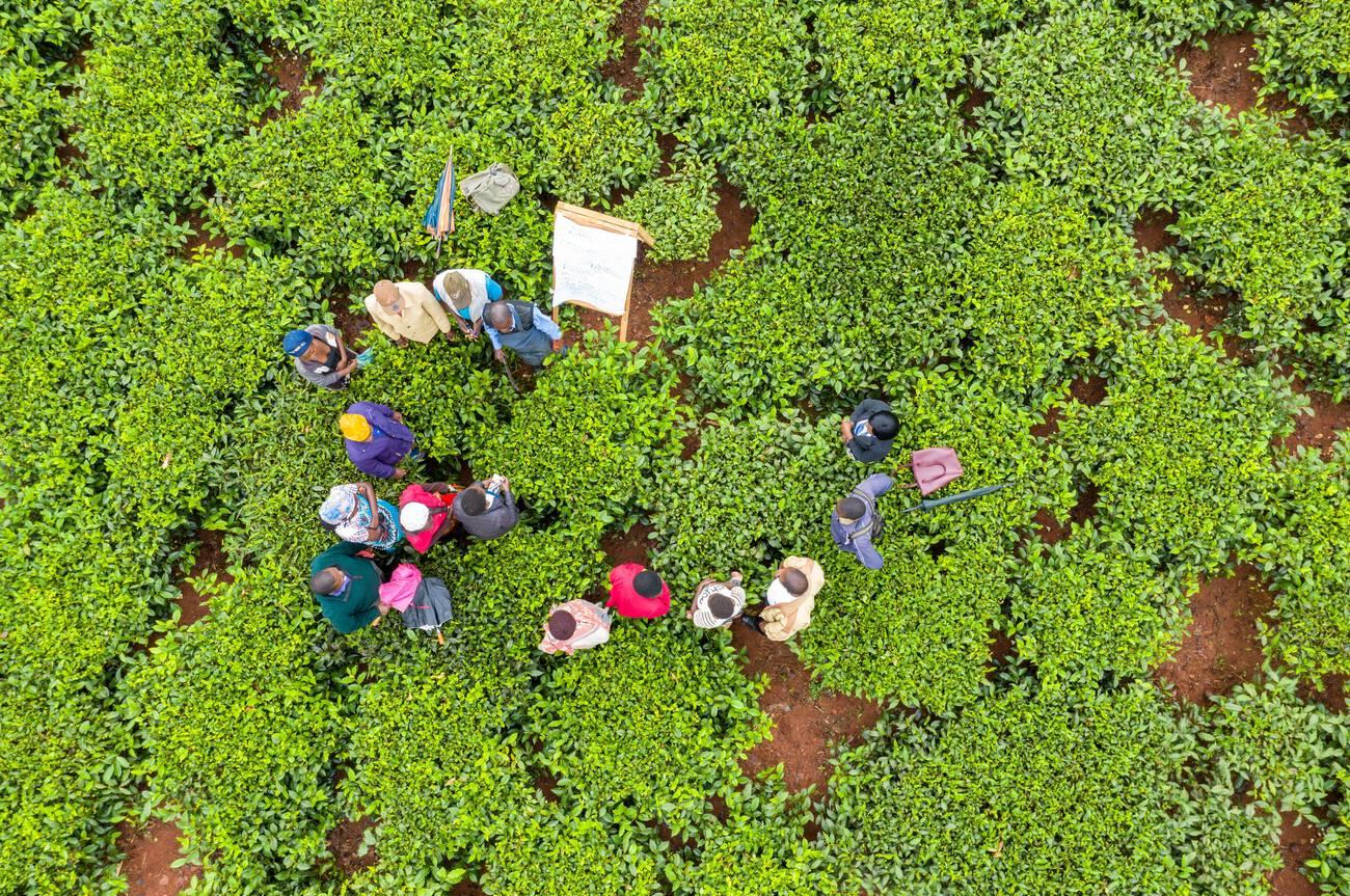 Farmers training in a tea field, Malawi