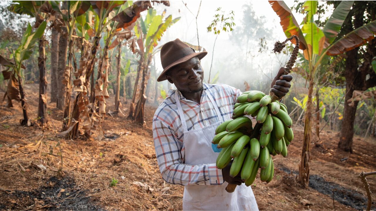 banana in farmer's hand banana in farmer's hand
