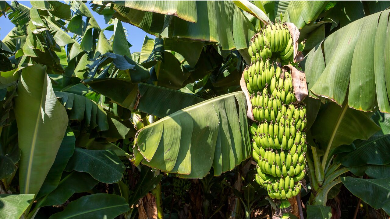 banana in tree banana in tree<br />